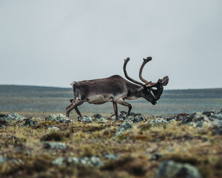 Untitled (Caribou) (2020)