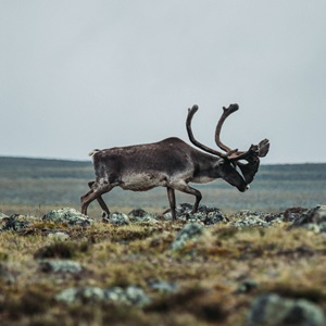 Untitled (Caribou) (2020)