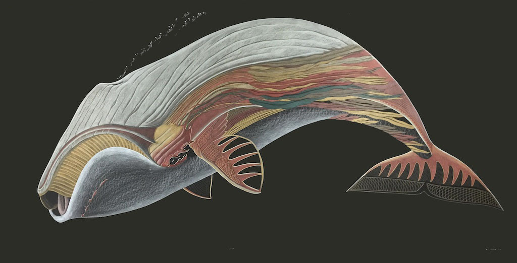 Untitled (Bowhead Whale)