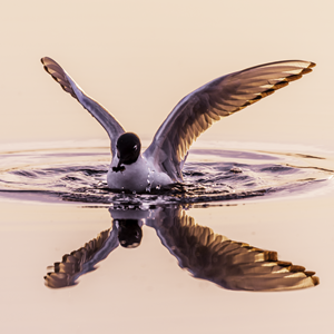 Bonaparte Gull, 2019