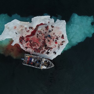 After Cutting Up Two Walruses, Igulik (2016)