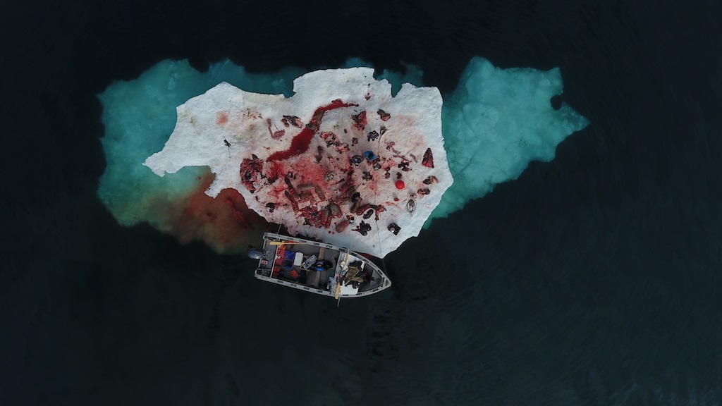 After Cutting Up Two Walruses, Igulik 2016