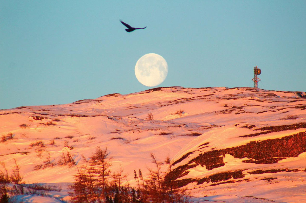 Untitled (eagle) (2023)