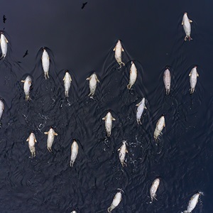 Skull of Harp Seals (2018)