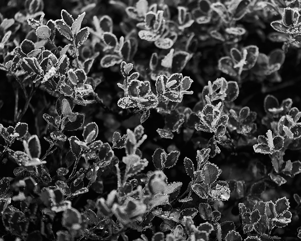 Eldred Allen Frost (2020)