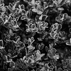 Eldred Allen Frost (2020)