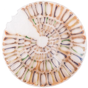 Waiting for the Shaman (2017)