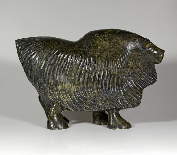 Windswept Muskox (n.d.)