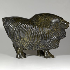 Windswept Muskox (n.d.)