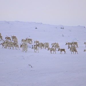 Still from HERD: Inuit Voices on Caribou (2016–22) co-produced by Inez Shiwak