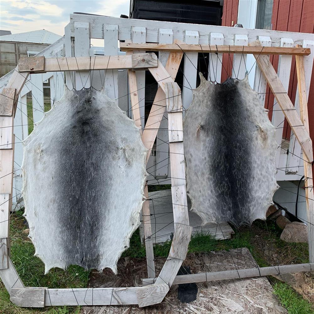 Sealskin drying on frame