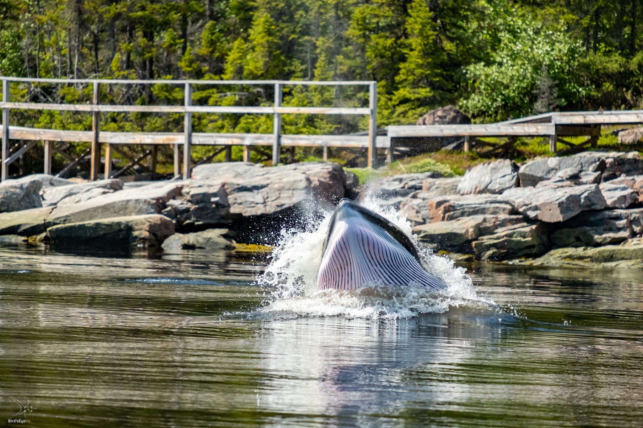 Eldred Allen Minke Whale