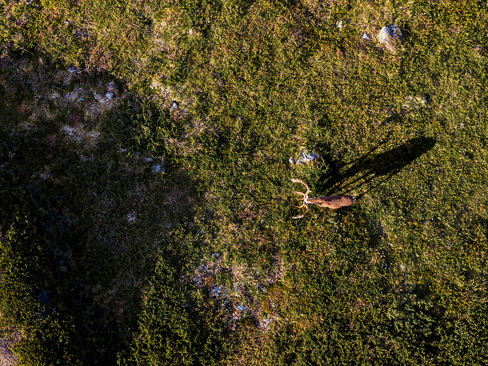 AllenEldredCaribouLostInShadow