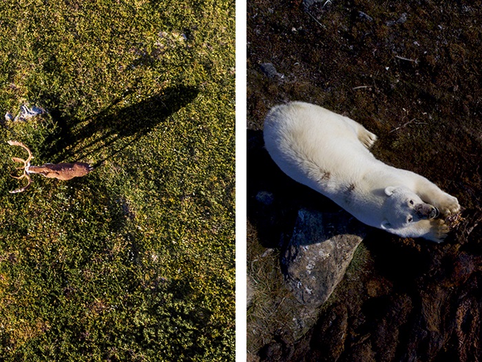 AllenEldredCaribouLostInShadowKautukRobertNanuq