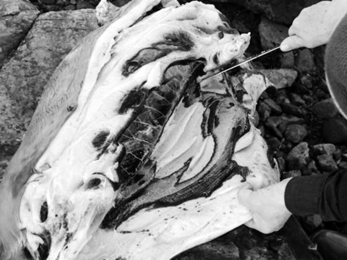 AndersenHollySustenance