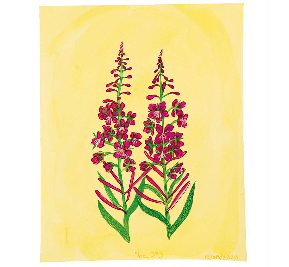 TooktooHannahFireweed