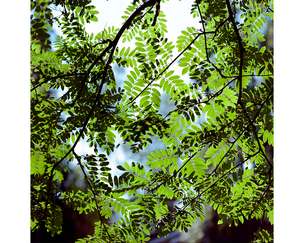 AdamsBrianSummerFromTheFrontPorch