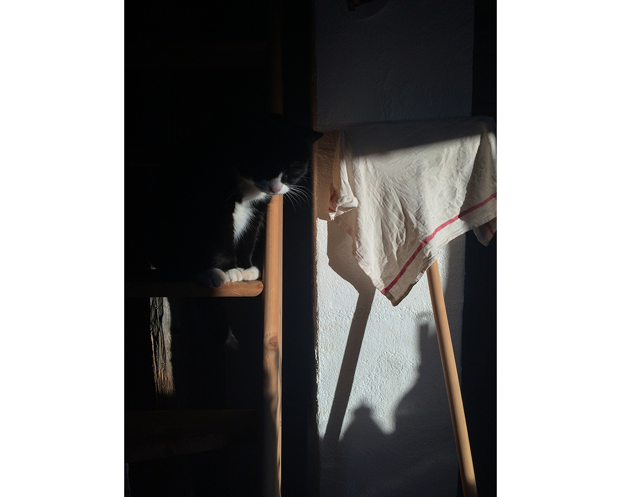 PartridgeTaqralikBiskOnQuarantineDayTwo