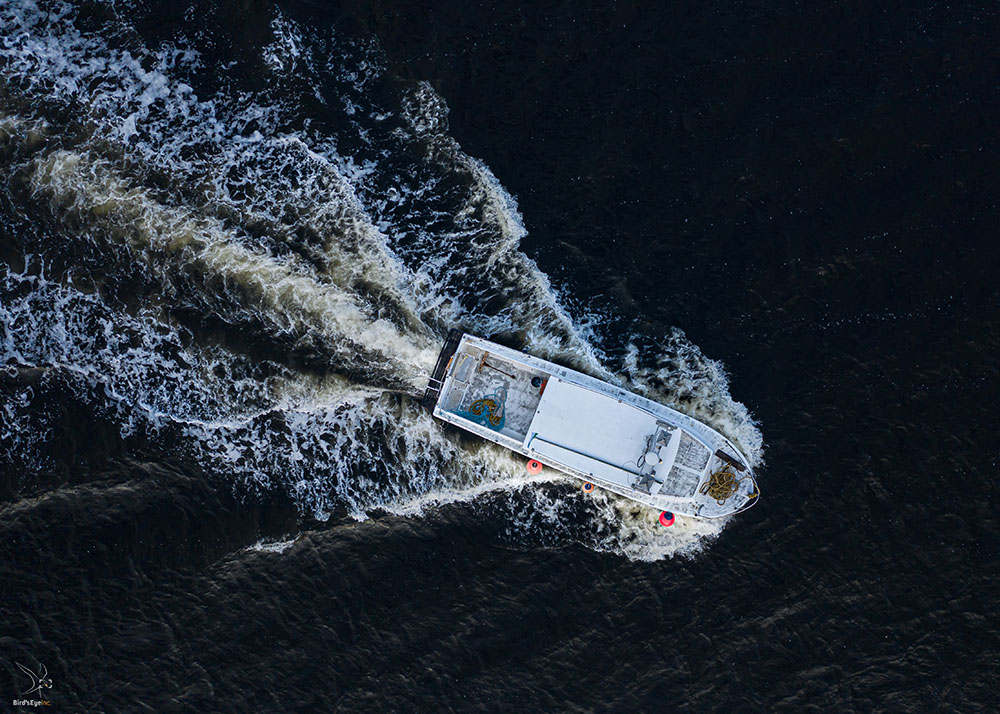 AllenEldredASeagullsView