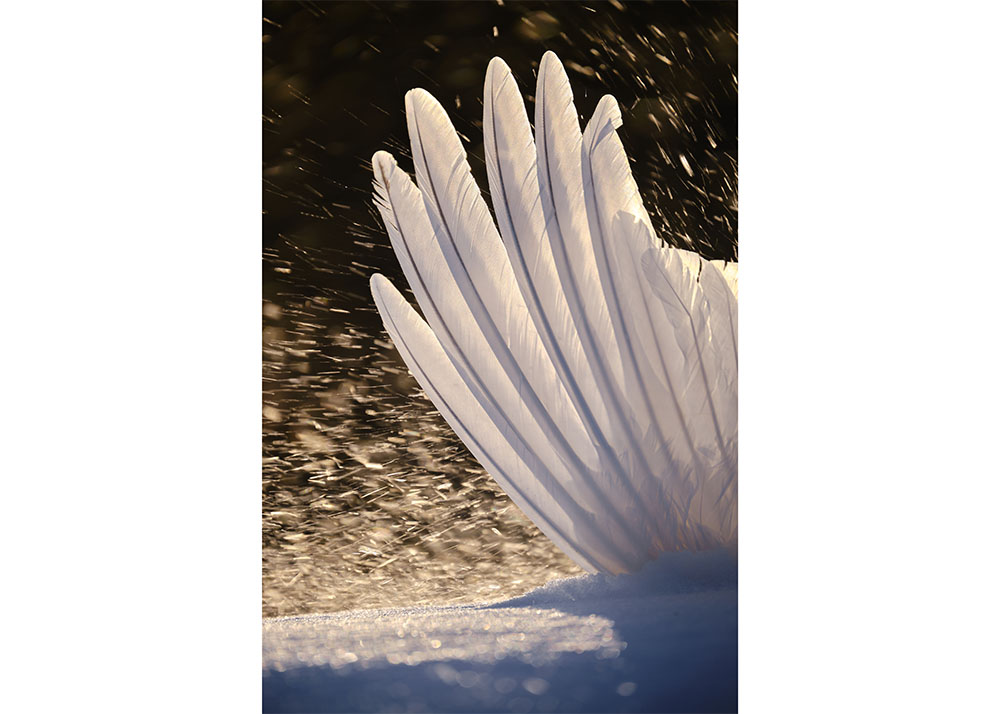 AllenEldredWingDrift