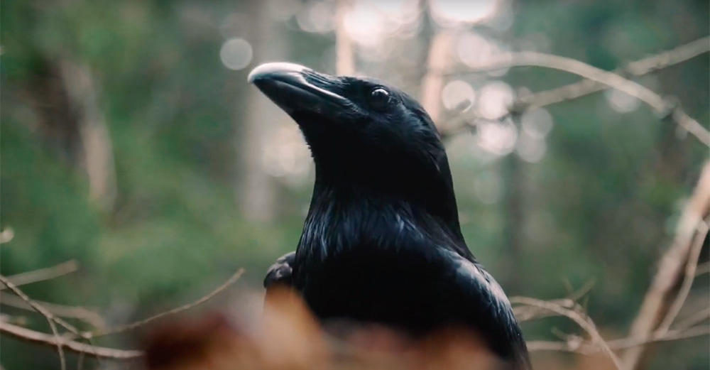 FBCrop_RavenTulukkatStill