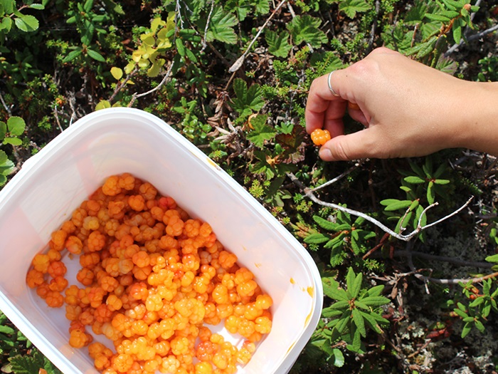1_AndersenHolly_BakeapplePicking