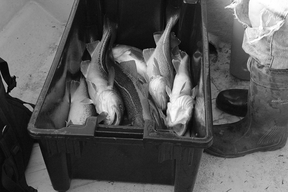 8_AndersenHolly_HonestToCod