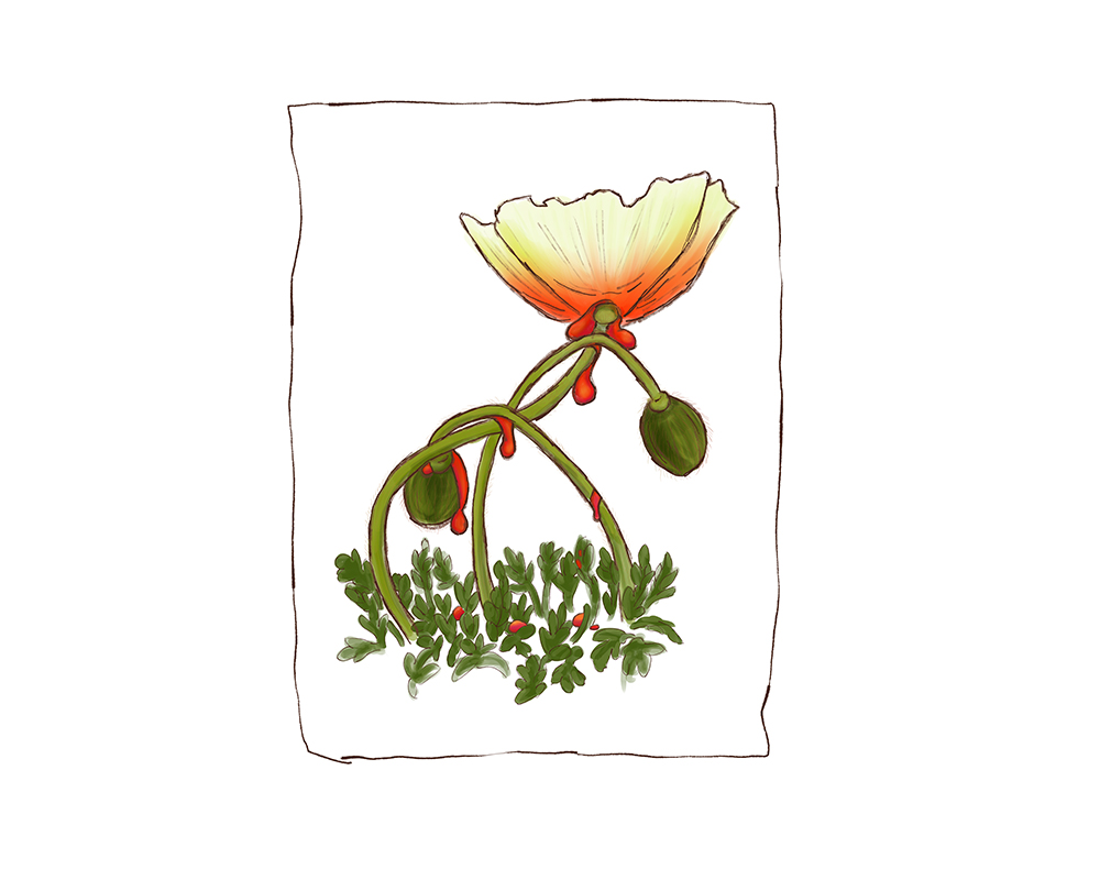 ChislettOliviaTallPoppySyndrome_landscape