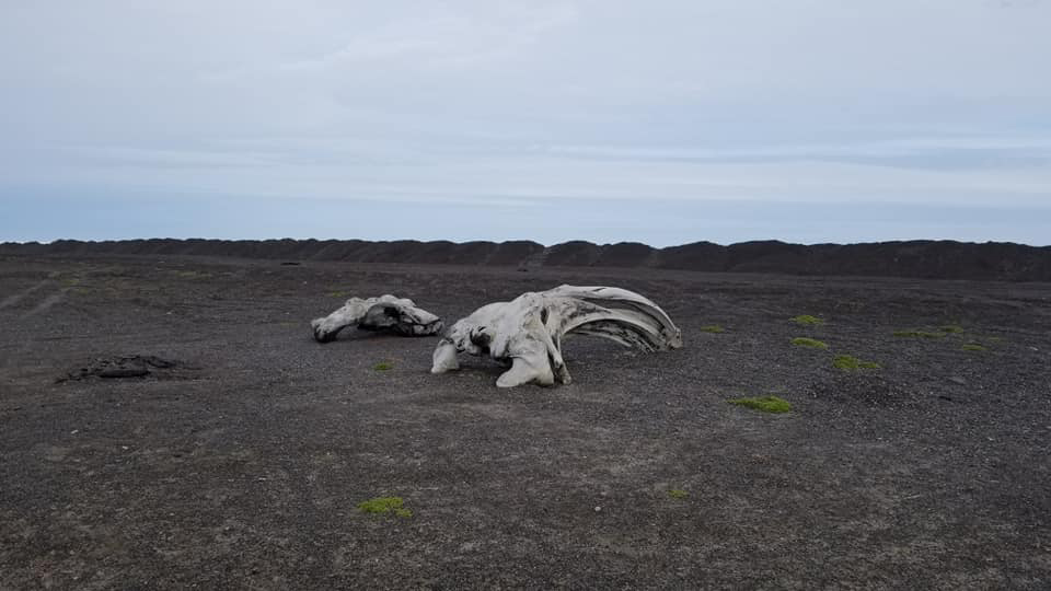 EdmundsDeanthaBowheadWhaleJawbone