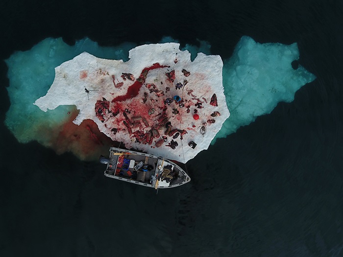 KautukRobertAfterCuttingUpTwoWalrusesIglulik