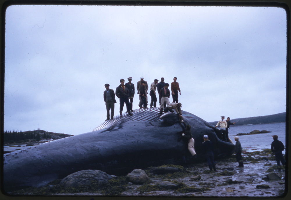 James-Anderson-4-B-96-loose